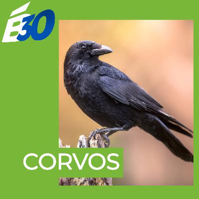 Corvos