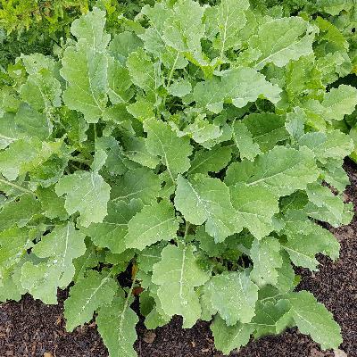 Der ewige Kohl: von diesem Gemüse haben Sie mehrere Jahre etwas