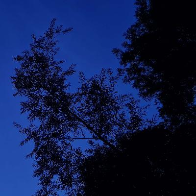 286 Night crickets of the Kent coast (long sleep safe + some soft overflying planes) 286 Night crickets of the Kent coast (long sleep safe + some soft overflying planes)