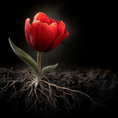 The Tulip In The Abyss | A Glitch