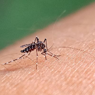 Diagnostiek naar dengue na vakantie in Europa