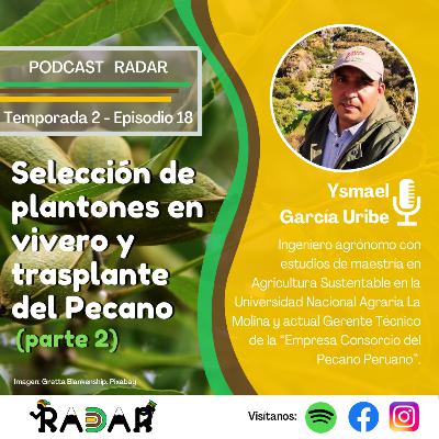 Episodio 18: Selección de plantones en vivero y trasplante de pecano (parte 2)