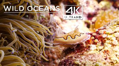 Pristine reef in 4K Pristine reef in 4K