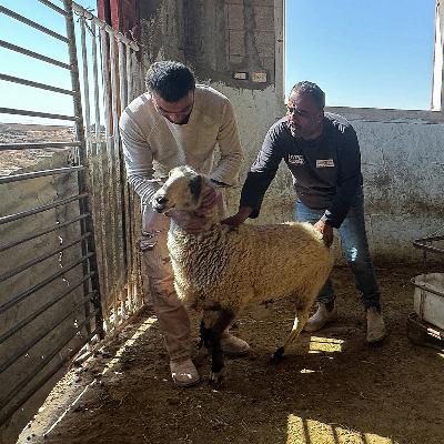 Israeli settlers intensify attacks on Palestinian farmers and livestock