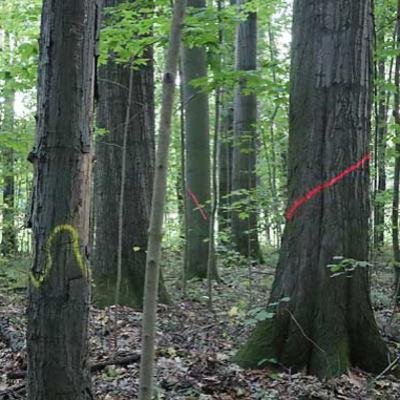 Revierförsterin legt offen: Wann darf ein Baum gefällt werden?