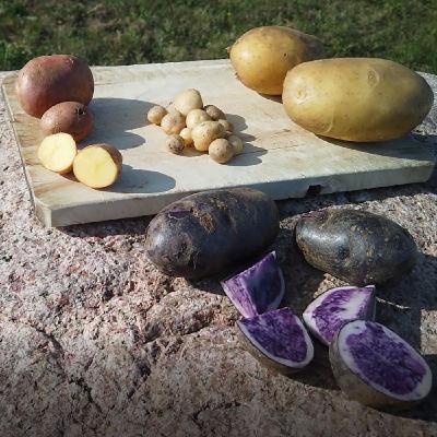 Kartoffel: faszinierende Nutzpflanze mit wechselvoller Geschichte Kartoffel: faszinierende Nutzpflanze mit wechselvoller Geschichte