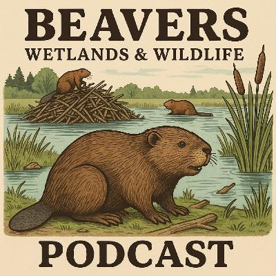 Beavers Wetlands & Wildlife Podcast Episode 3 June 3 2025