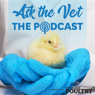 Ask the Vet Podcast Ep. 2: Cage-Free Health Challenges