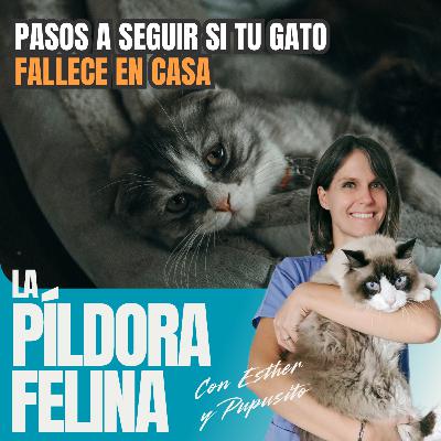 571. Pasos a seguir si tu gato FALLECE EN CASA 571. Pasos a seguir si tu gato FALLECE EN CASA