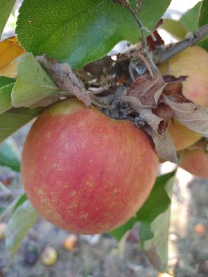 Episode 53 - Heirloom Orchard Series: Old World Apples