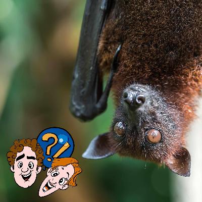 Wie pinkeln Fledermäuse kopfüber ohne sich schmutzig zu machen?