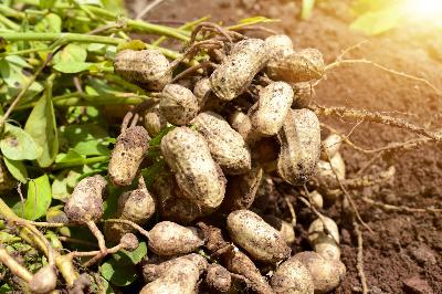 Anybody want a peanut? Grow this warm-season crop here with the right technique