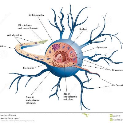 aprendiendo sobre el cuerpo