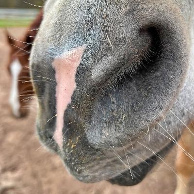 #395 Der Pferdepodcast sucht die Helden des Jahres