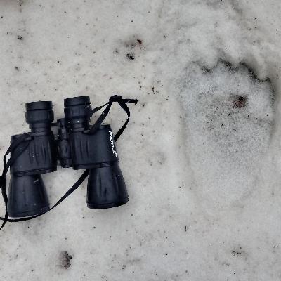 EPISODIO 7: EL DESPERTAR DE LOS OSOS: OSERAS Y PRIMEROS INDICIOS / oso pardo / os bru / lobo EPISODIO 7: EL DESPERTAR DE LOS OSOS: OSERAS Y PRIMEROS INDICIOS / oso pardo / os bru / lobo