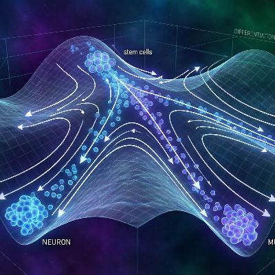細胞の「加速度」を測る新技術：ddHodgeが解き明かす発生の秘密