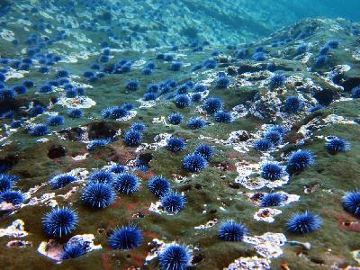 #29 Understanding Urchins: The Kelp Ecosystem of the PNW - Part 2