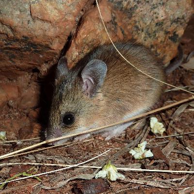 Of Mice and (Wo)Men Of Mice and (Wo)Men