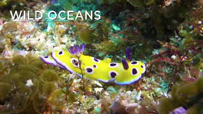 Circling sharks, colourful nudibranchs & a cruising turtle Circling sharks, colourful nudibranchs & a cruising turtle