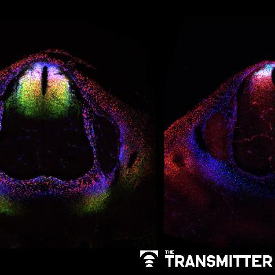 Cell atlas cracks open 'black box' of mammalian spinal cord development