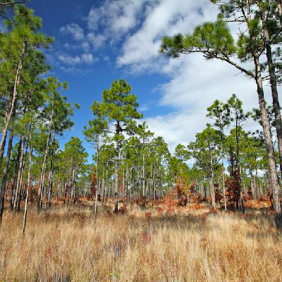 Perserverance - The Story of the Longleaf Pine