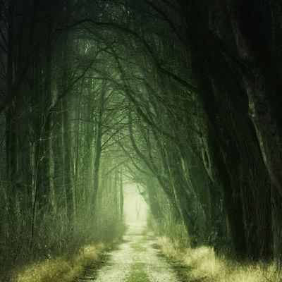 Historia 'El camino en la selva' Historia 'El camino en la selva'