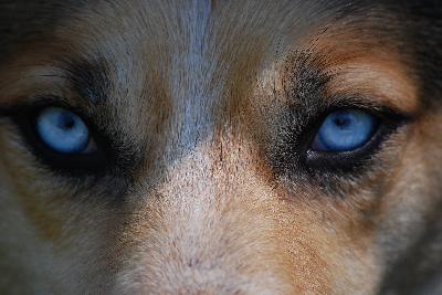 Wolf At The Door - when and how we came to live with dogs (first ever episode)