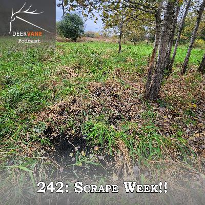242: Scrape Week! - Solo 242: Scrape Week! - Solo