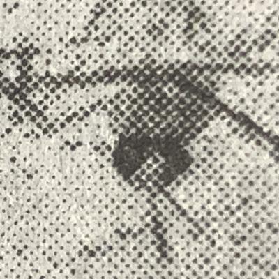 Episode 543: Indignity Morning Podcast No. 543: Chikungunya.