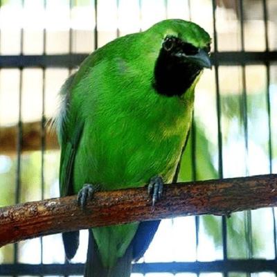 #76 CUCAK iJO GACOR ROPEL UNTUK PANCINGAN