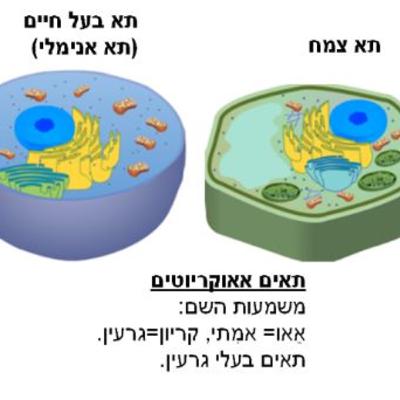 תאים פרוקריוטים ותאים אאוקריוטים ומאפייניהם