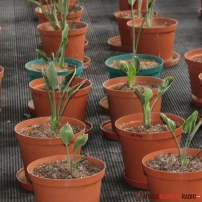 GAP BIO Winner University of Limpopo Micropropagation of high value and indigenous rare plants. GAP BIO Winner University of Limpopo Micropropagation of high value and indigenous rare plants.