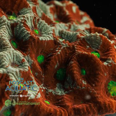 How We're "Building" A Reef