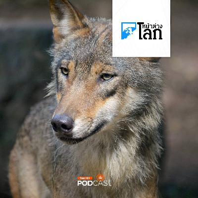 หน้าต่างโลก : อินเดียเร่งล่าหมาป่าทำร้ายคน