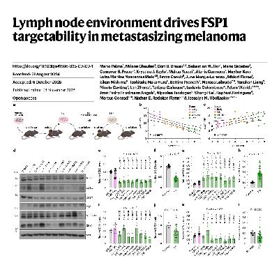 312-Hypoxia Shifts Melanoma Ferroptosis Reliance to FSP1 312-Hypoxia Shifts Melanoma Ferroptosis Reliance to FSP1