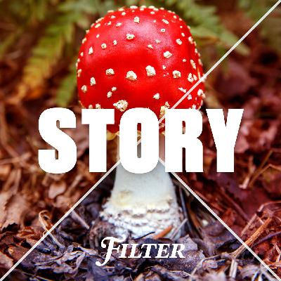 FILTER STORY: Flugsvamp – den förbjudna frukten