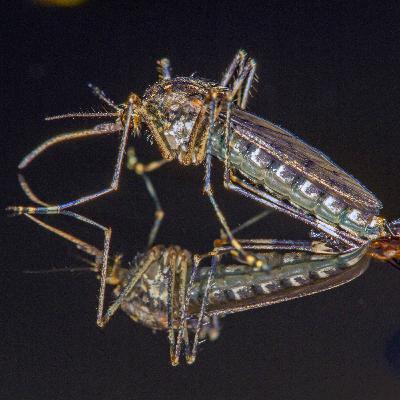 Historischer Fund: Plötzlich gibt es sogar in Island Stechmücken Historischer Fund: Plötzlich gibt es sogar in Island Stechmücken