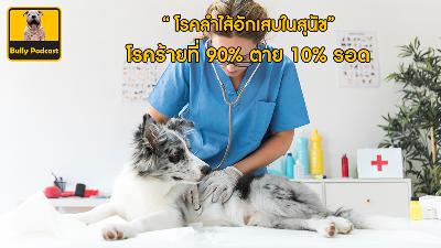 โรคลำไส้อักเสบในสุนัข โรคร้ายที่ 90% ตาย 10% รอด The Cutedog’s Podcast EP 17 โรคลำไส้อักเสบในสุนัข โรคร้ายที่ 90% ตาย 10% รอด The Cutedog’s Podcast EP 17