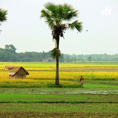கூட்டாஞ்சோறு