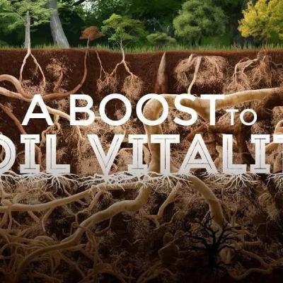 A Boost to Soil Vitality: How Biochar Supports Mycorrhizal Networks