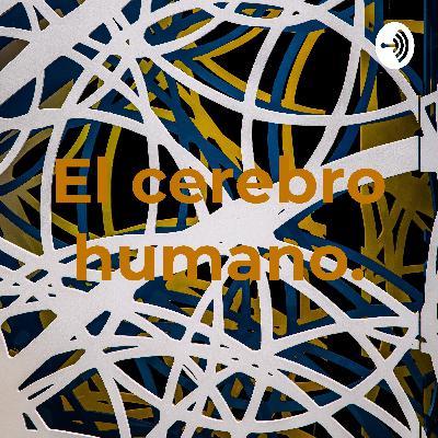 El cerebro humano