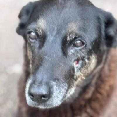 Caso Orelha Caso Orelha