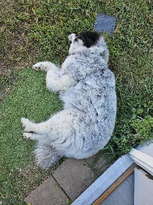 DadChat: Got that Dog in him