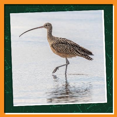 Walking to Raise Awareness for Curlews