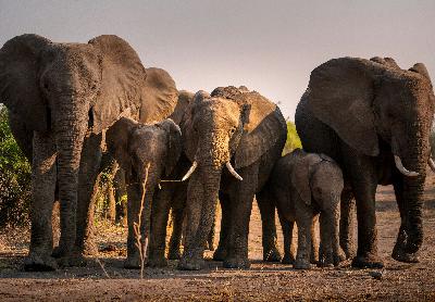 Entre elefantes en el Parque Nacional de Chobe