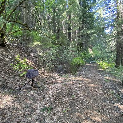 173: Breezy Spring Afternoon in the Forest