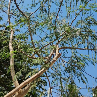 #7 - Moringa Tree / Moringa oleifera