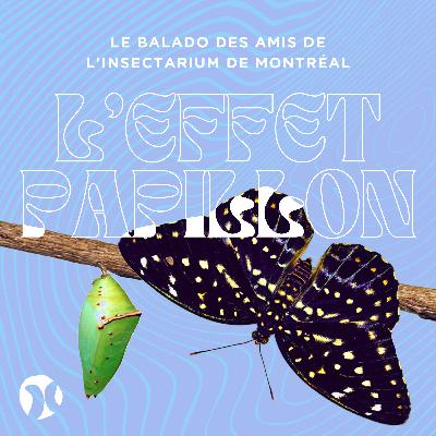 4. Les papillons (partie 2) : Dans les coulisses du Grand Vivarium ✨🐛