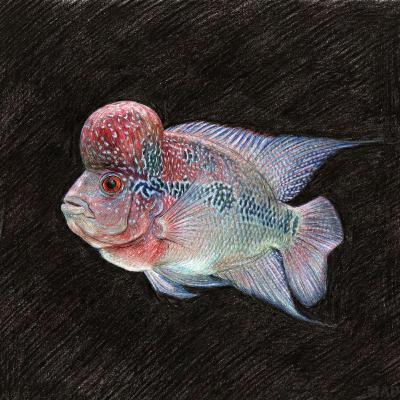 神か悪魔か?風水が生んだハイブリッド魚の正体と、コブの中身 神か悪魔か?風水が生んだハイブリッド魚の正体と、コブの中身