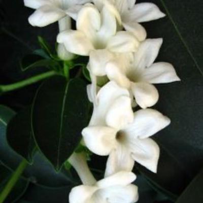 SAMPAGUITA ( I CURSED YOU! ) SAMPAGUITA ( I CURSED YOU! )